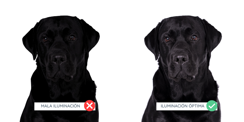 3 Si tu mascota es de color oscuro